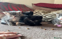 Mixed Breed cats for sale: Kittens for sale  - Image 8