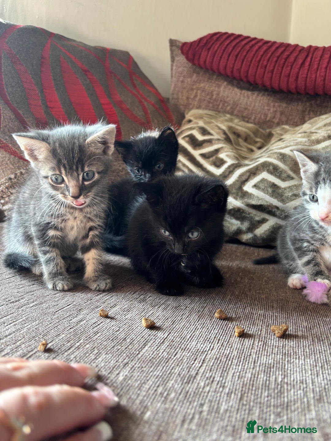 Mixed Breed cats for sale: Kittens for sale  - Image 8