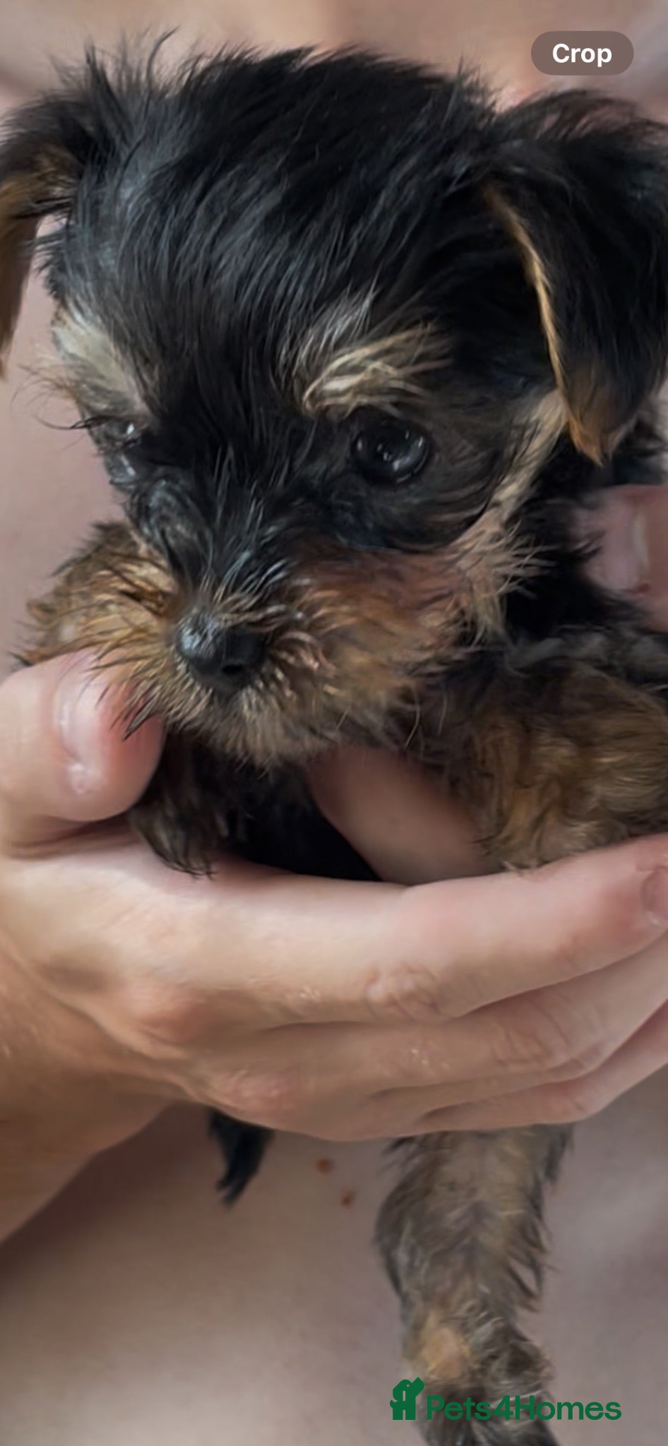 Yorkshire Terrier dogs KC REG FEMALE MINI YORKSHIRE TERRIER, ready soon  - Advert 1