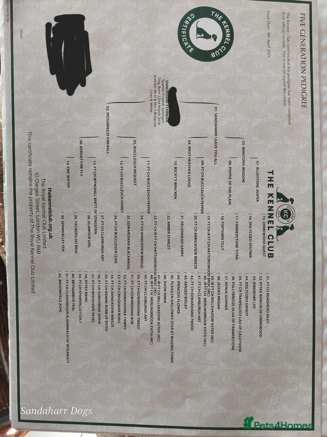 English Springer Spaniel dogs for sale: Springer Spaniel Puppies for sale - Advert 2