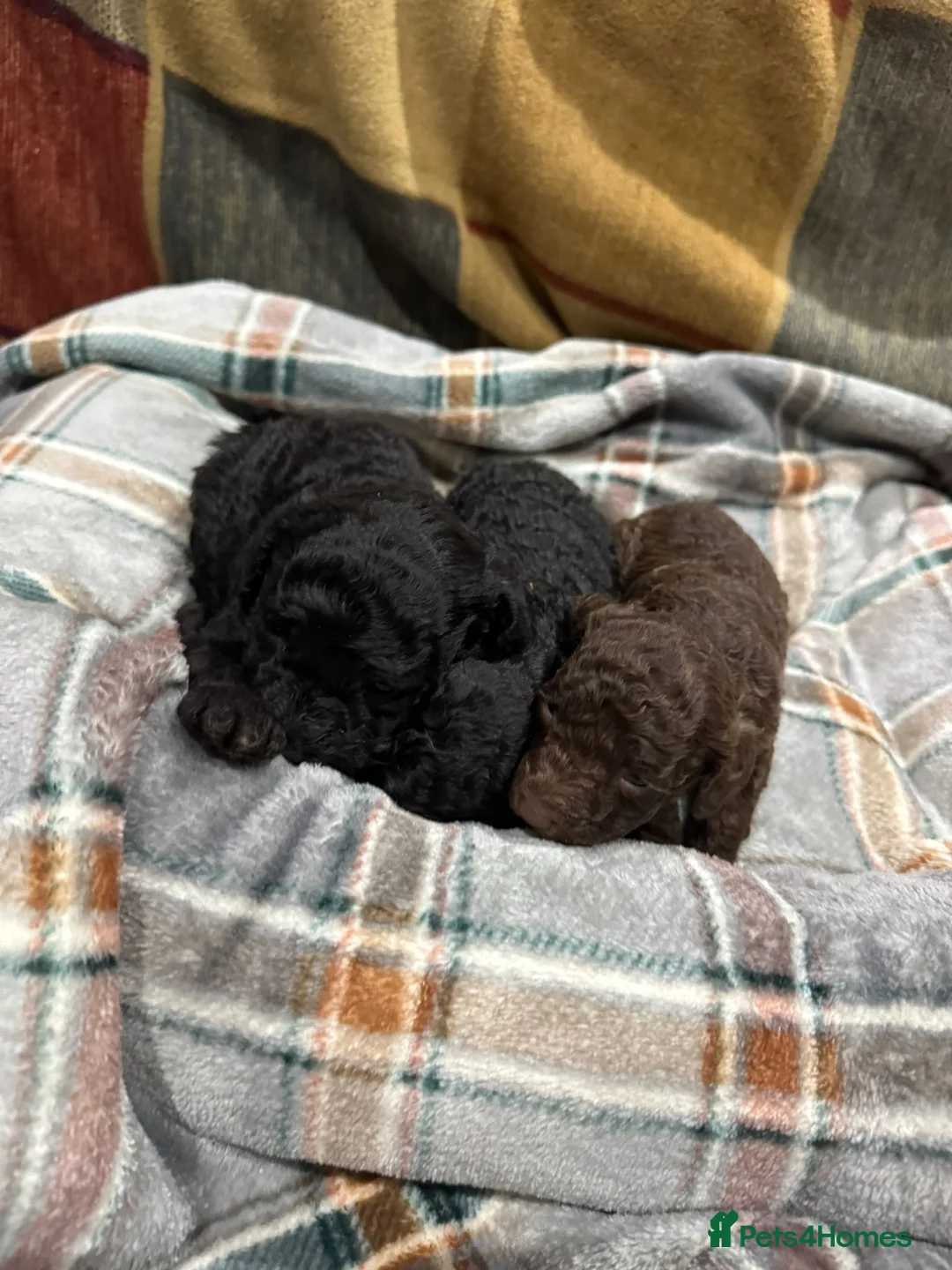 Toy Poodle dogs for sale: 3 pure bred Non kc Toy poodle Puppies  - Advert 2