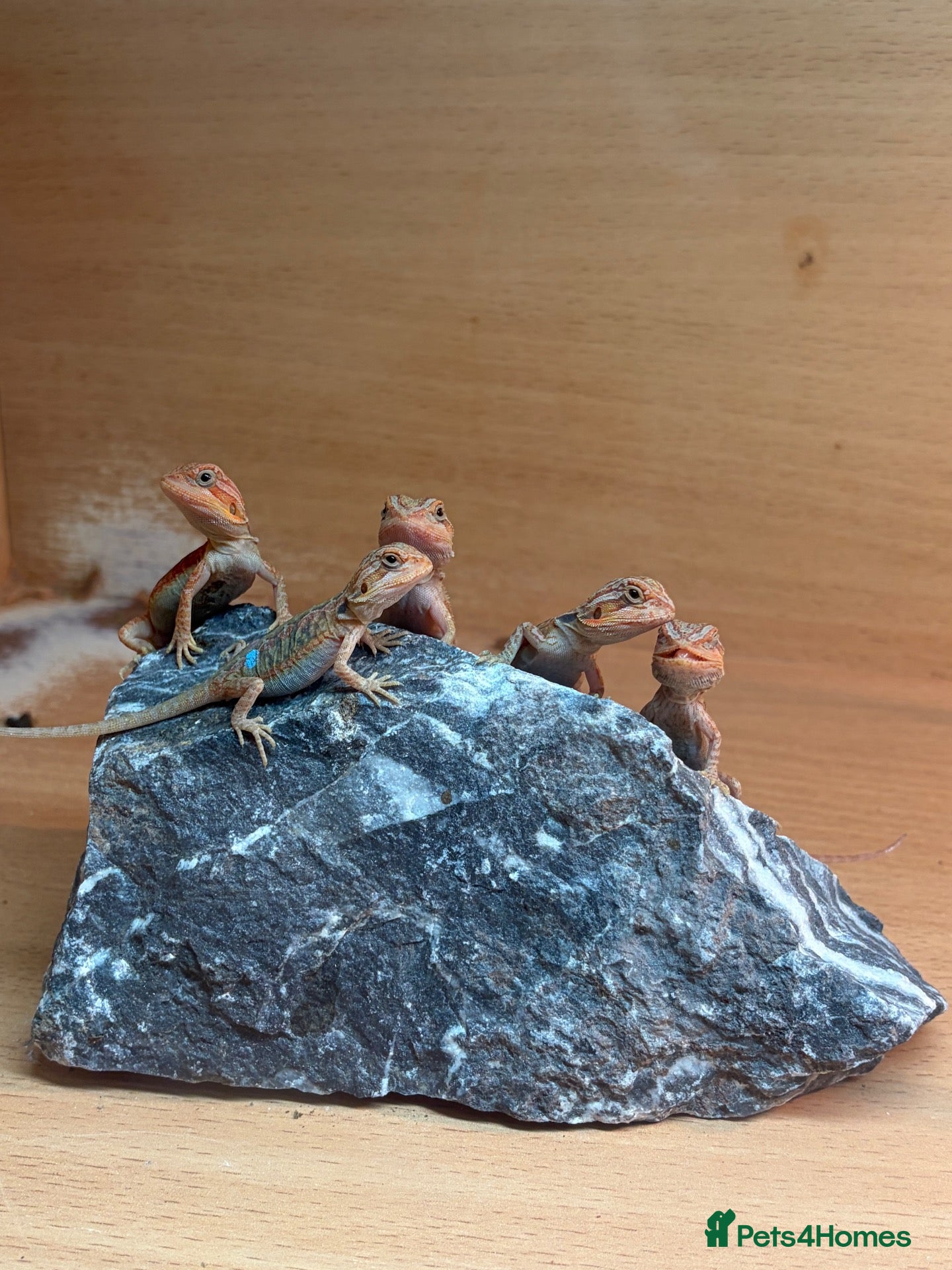 Bearded Dragon reptiles Hypo, Trans Blue bar leatherback and standard back - Advert 2
