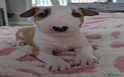 English Bull Terrier dogs for sale: Top Quality health tested champions lines - Image 5