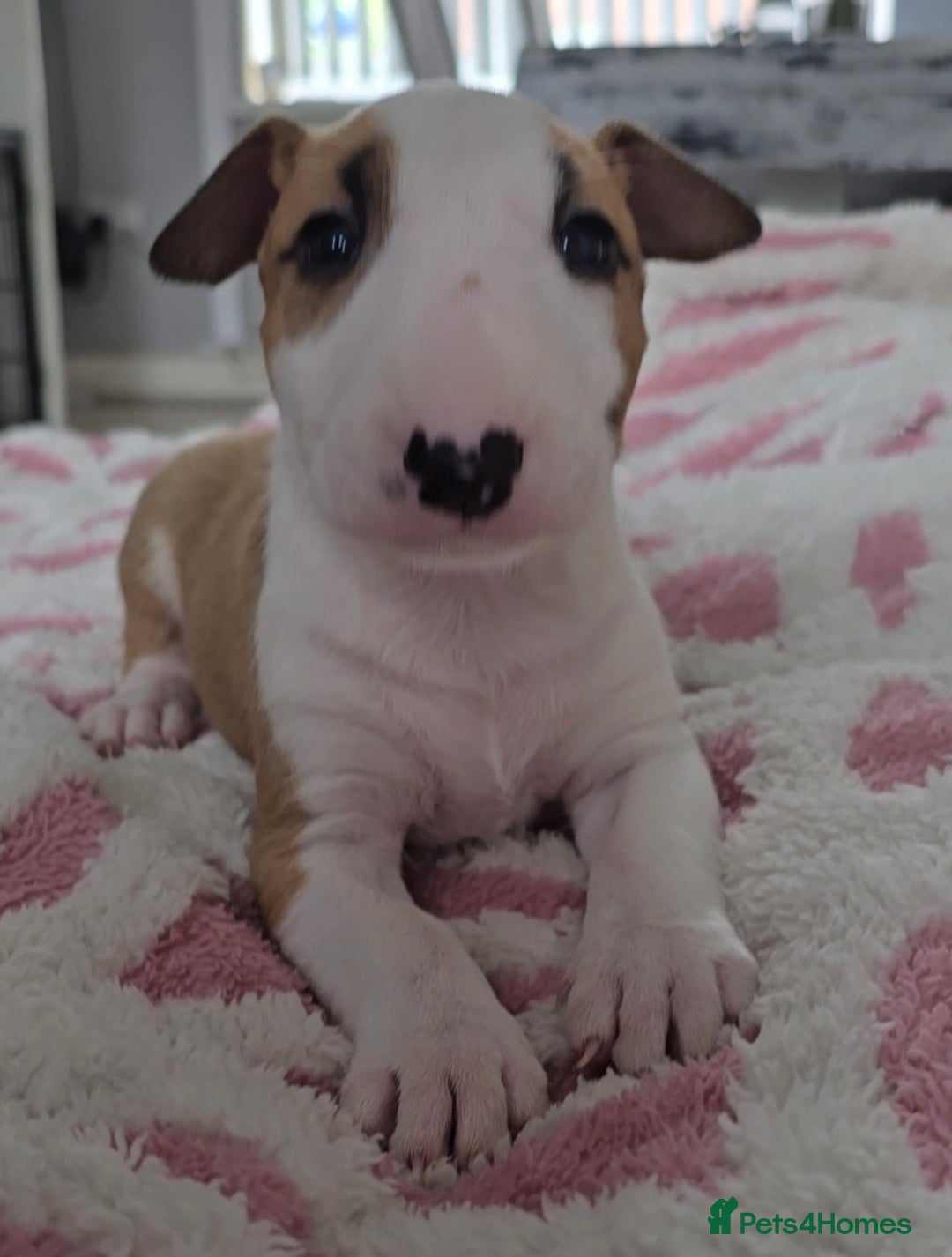 English Bull Terrier dogs for sale: Top Quality health tested champions lines - Image 5