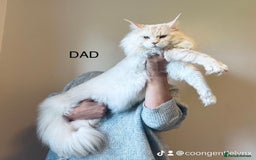 Maine Coon cats for sale: Pedigree maine coon kittens ❤️‍🔥❤️‍🔥❤️‍🔥 - Image 8