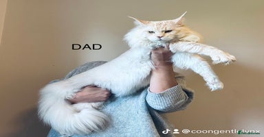 Maine Coon cats - Advert 14