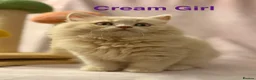 British Shorthair cats for sale: Registered Pedigree British Shorthair & Longhair  in Stafford - Advert 6