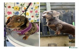 Miniature Dachshund dogs for sale: Miniature dachshund puppy’s  - Image 5