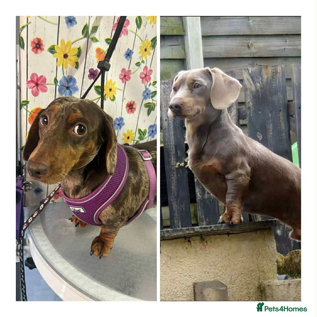 Miniature Dachshund dogs for sale: Miniature dachshund puppy’s  - Image 5