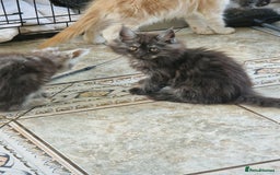 Maine Coon cats for sale: Stunning Maine Coon kittens - Image 15