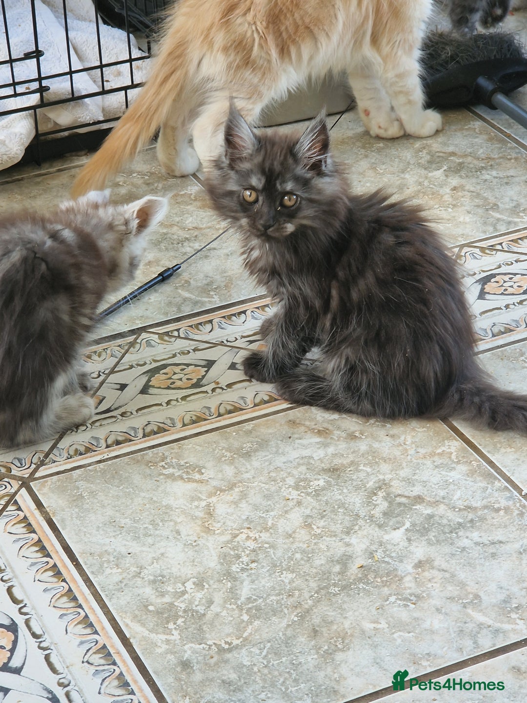 Maine Coon cats for sale: Stunning Maine Coon kittens - Image 15