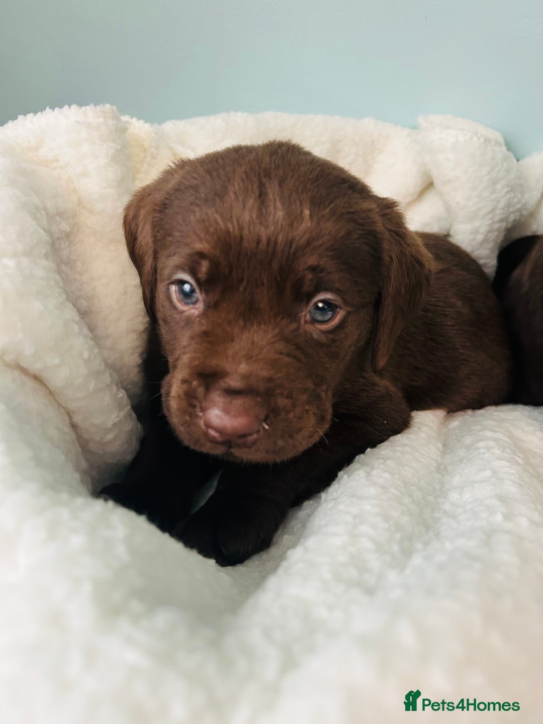 Labrador Retriever dogs for sale: Chunky chocolate Labrador puppies - Advert 2