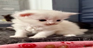 Ragdoll cats - Advert 2