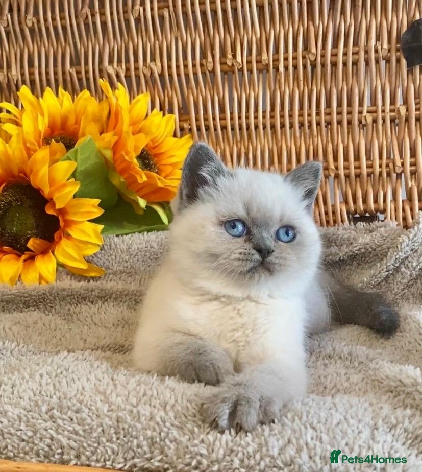 British Shorthair cats for sale: ( 1 LEFT) TOP QUALITY PURE BRED BSH TEDDY BEARS - Advert 11