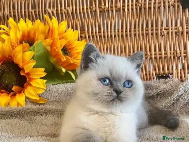 British Shorthair cats for sale: ( 1 LEFT) TOP QUALITY PURE BRED BSH TEDDY BEARS - Advert 16
