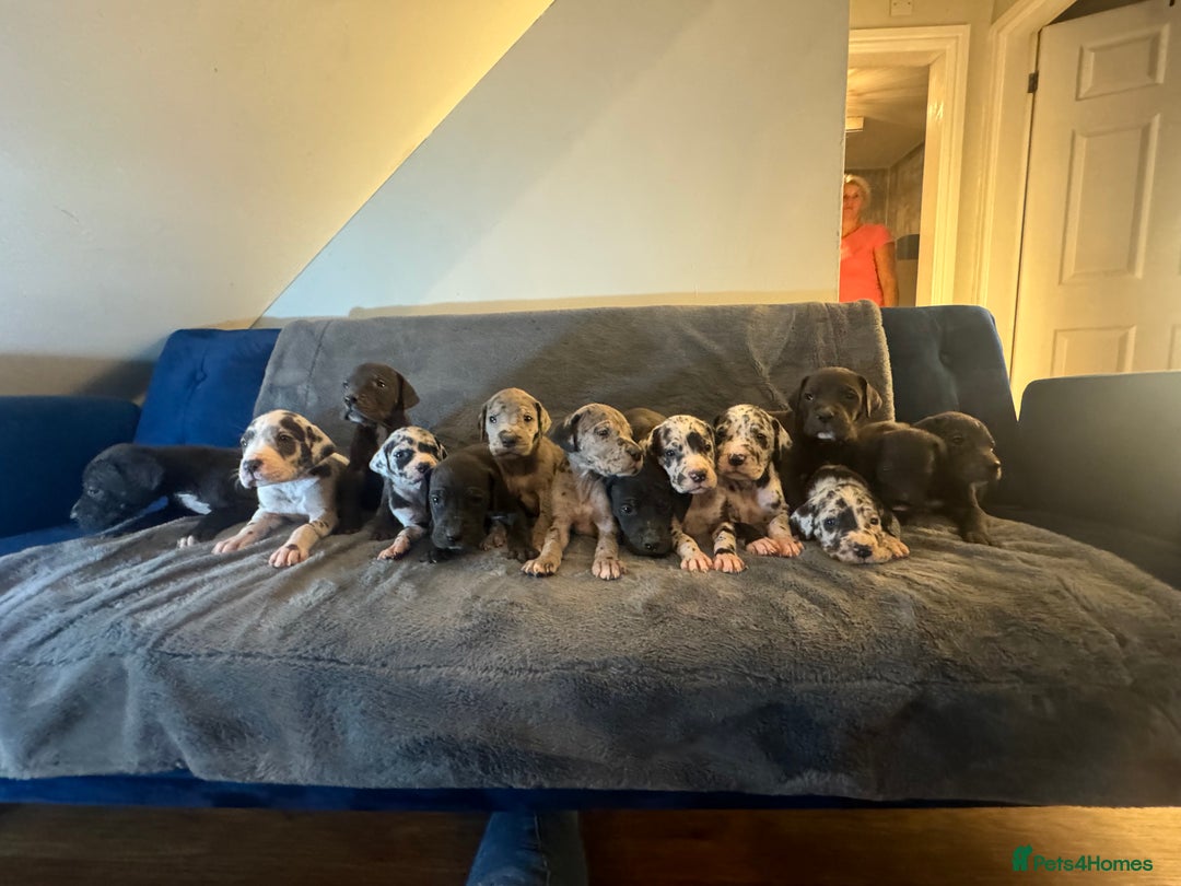 Great Dane dogs for sale: Outstanding litter of Great Danes  - Image 14