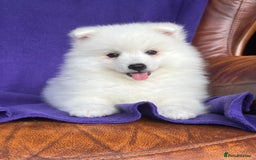 Japanese Spitz dogs for sale: Lovely Male Japanese spitz puppy - Image 13