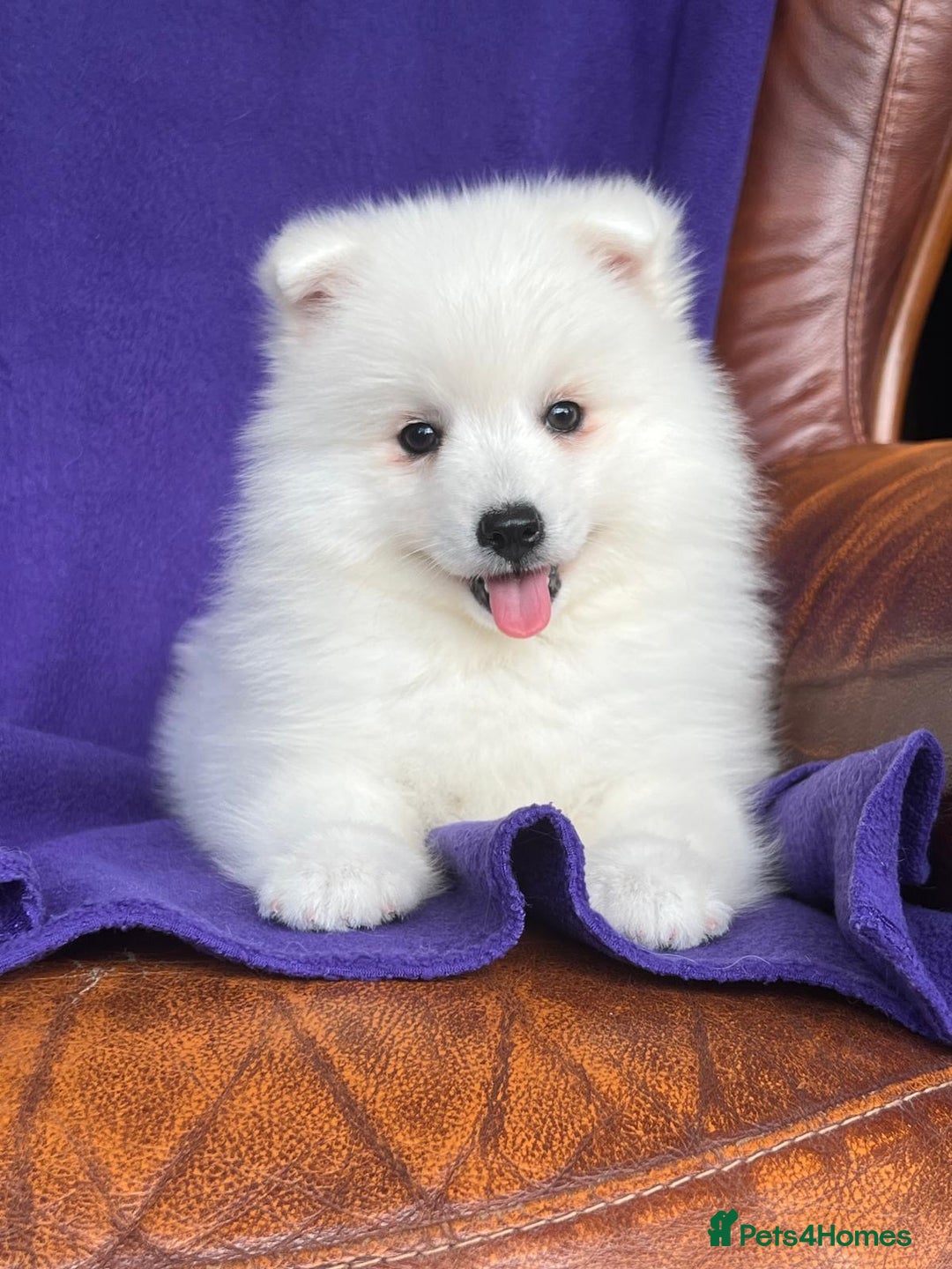 Japanese Spitz dogs for sale: Lovely Male Japanese spitz puppy - Image 13