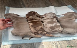 Miniature Dachshund dogs for sale: Adorable litter ready August 22nd ❤️❤️❤️💙  - Image 3