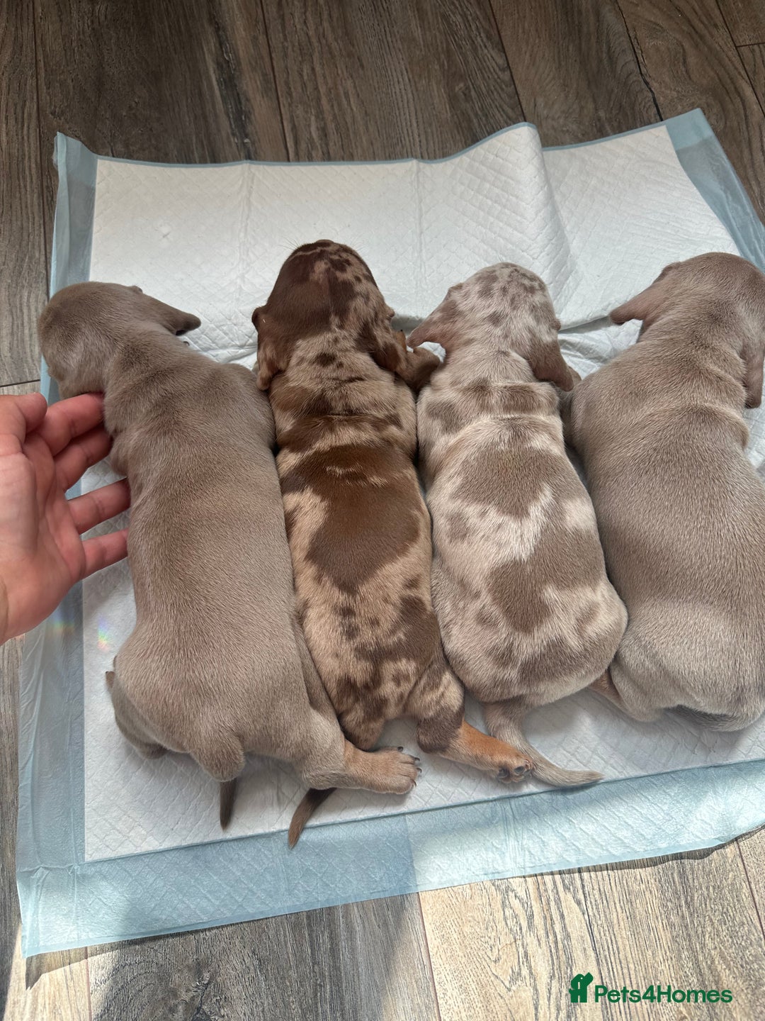 Miniature Dachshund dogs for sale: Adorable litter ready August 22nd ❤️❤️❤️💙  - Image 3