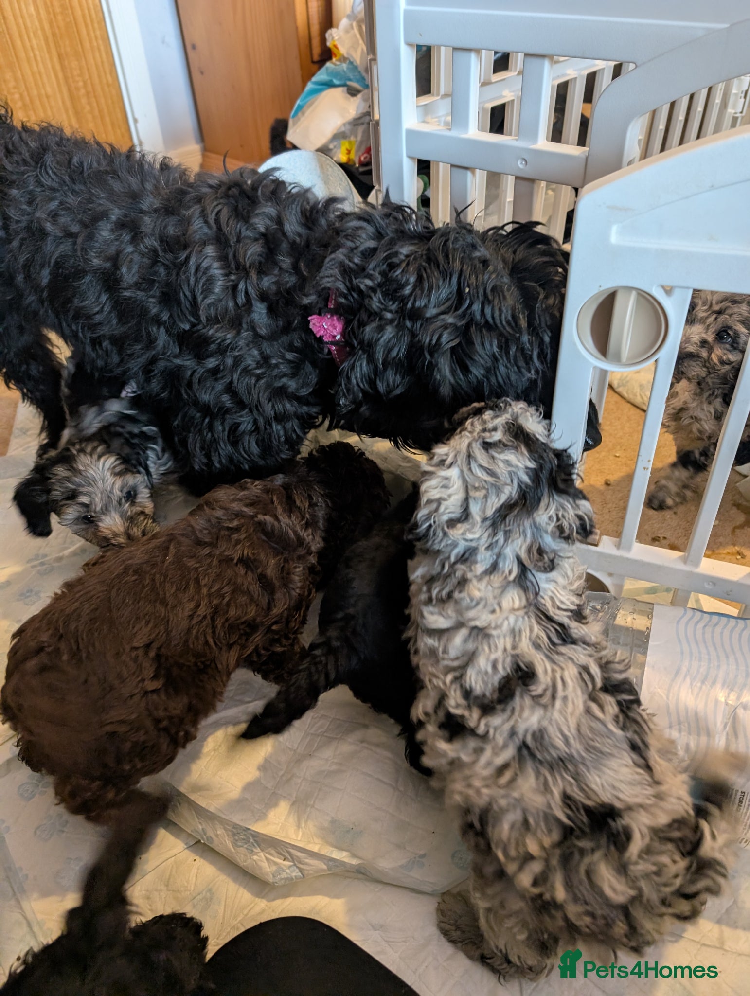 Cavapoo dogs READY NOW FOR NEW HOMES - Advert 1