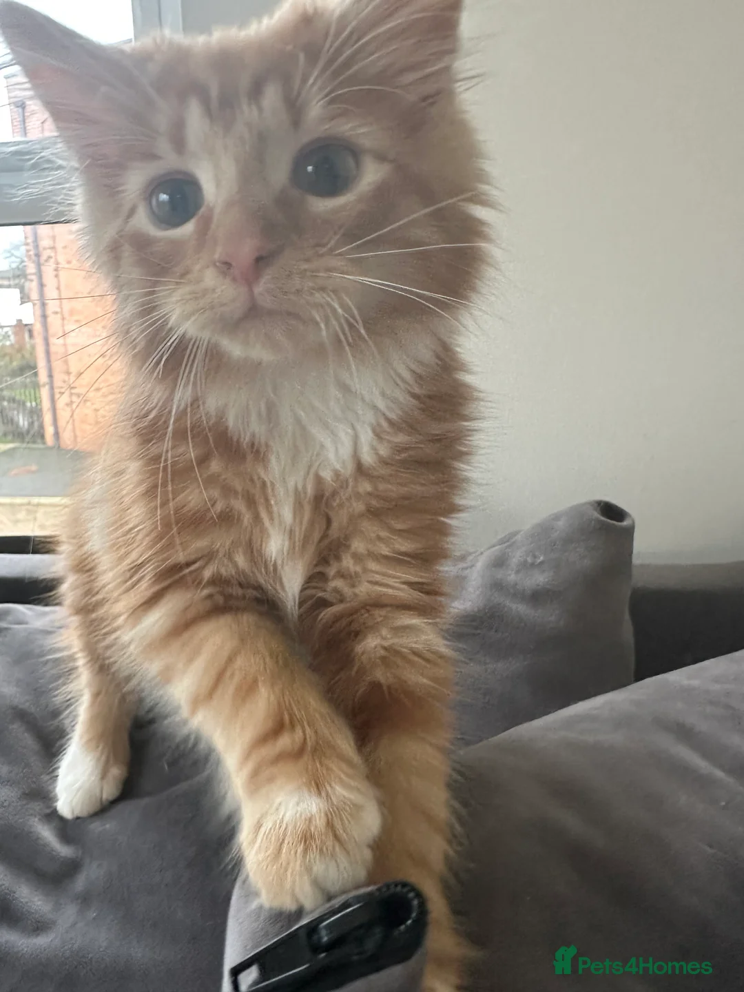 British Shorthair cats for sale: Last 2 boys left !!! - Advert 6