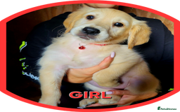Golden Retriever dogs for sale: Golden retriever puppies KC REGISTERED  - Image 2