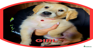 Golden Retriever dogs - Advert 7