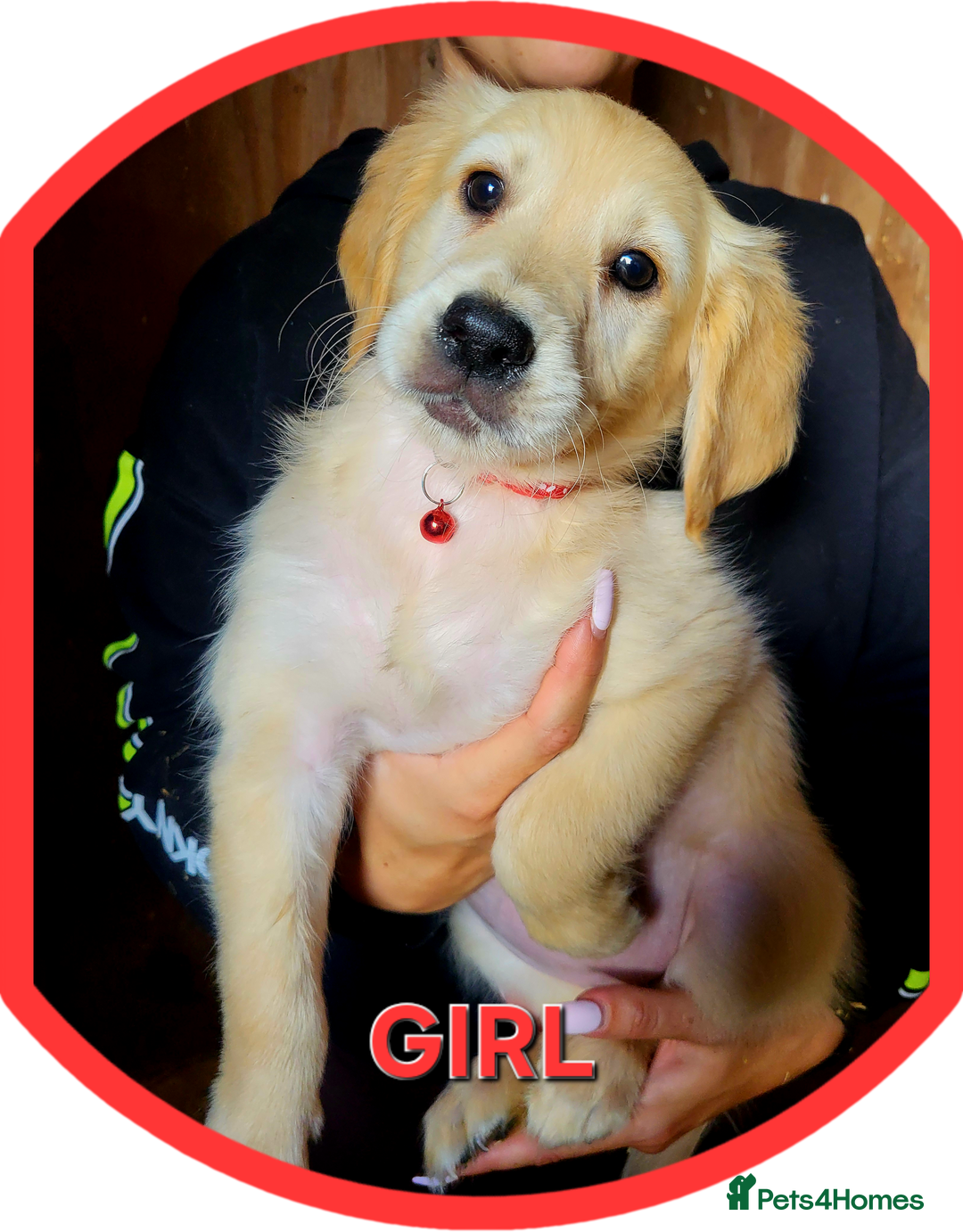 Golden Retriever dogs for sale: Golden retriever puppies KC REGISTERED  - Image 2