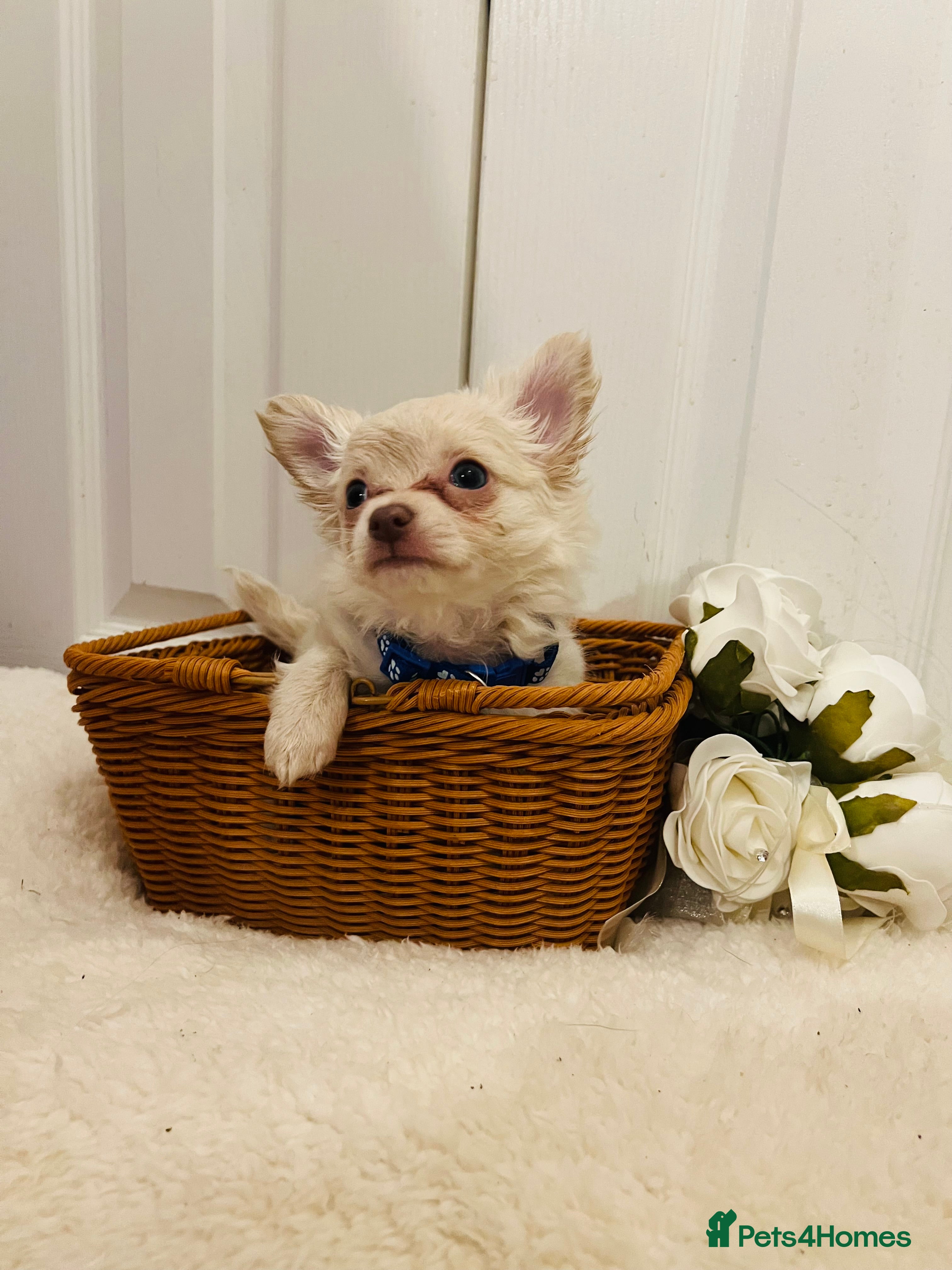 Chihuahua dogs Beautiful pure white long haired boy  - Advert 7