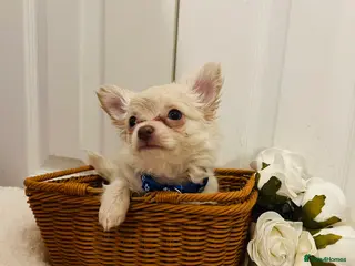 Chihuahua dogs Beautiful pure white long haired boy - Advert 7