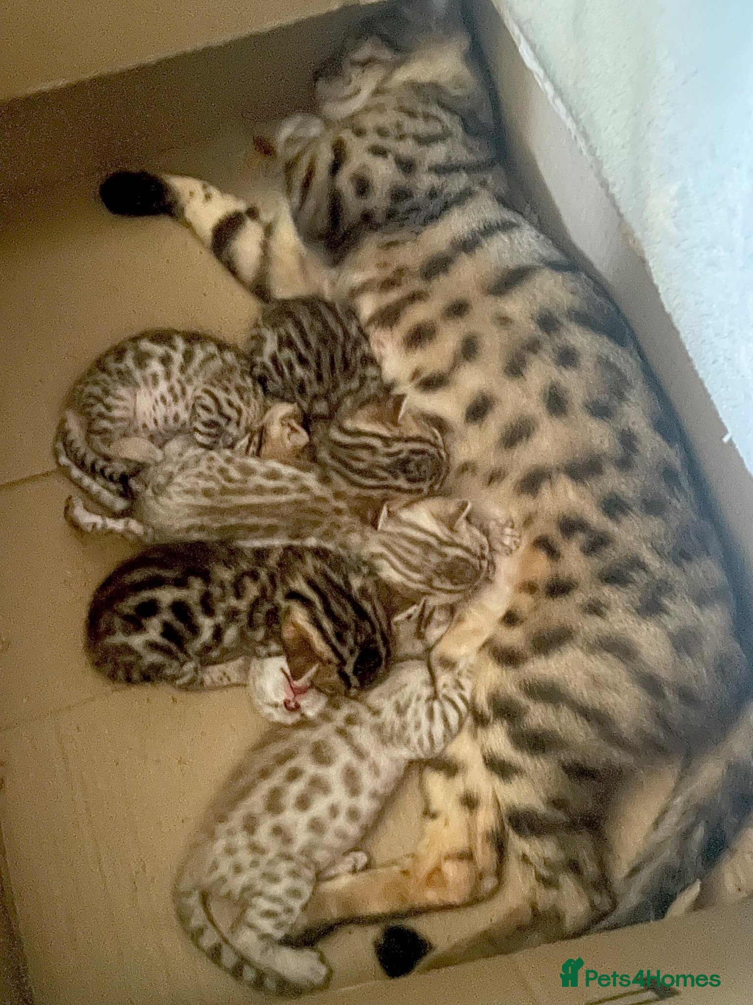 Bengal cats 5 beautiful full breed bengal kits - Advert 2