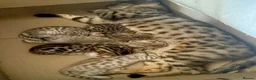 Bengal cats for sale: 5 beautiful full breed bengal kits - Advert 1
