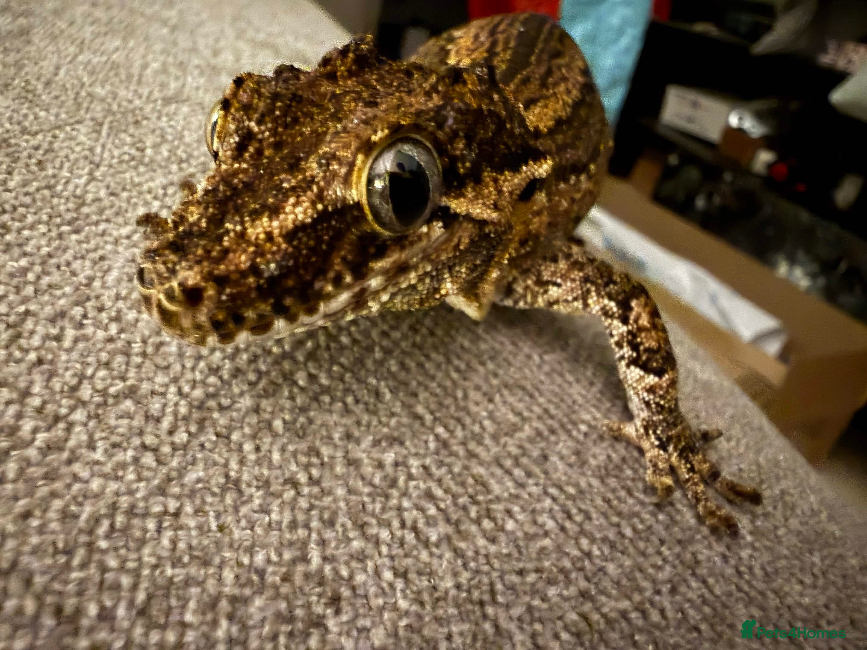 Gecko reptiles Gargoyle Gecko Female 6 Years old in Stockport - Advert 1