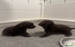 Cocker Spaniel dogs for sale: KC Registered Working Cocker Spaniels  - Image 3