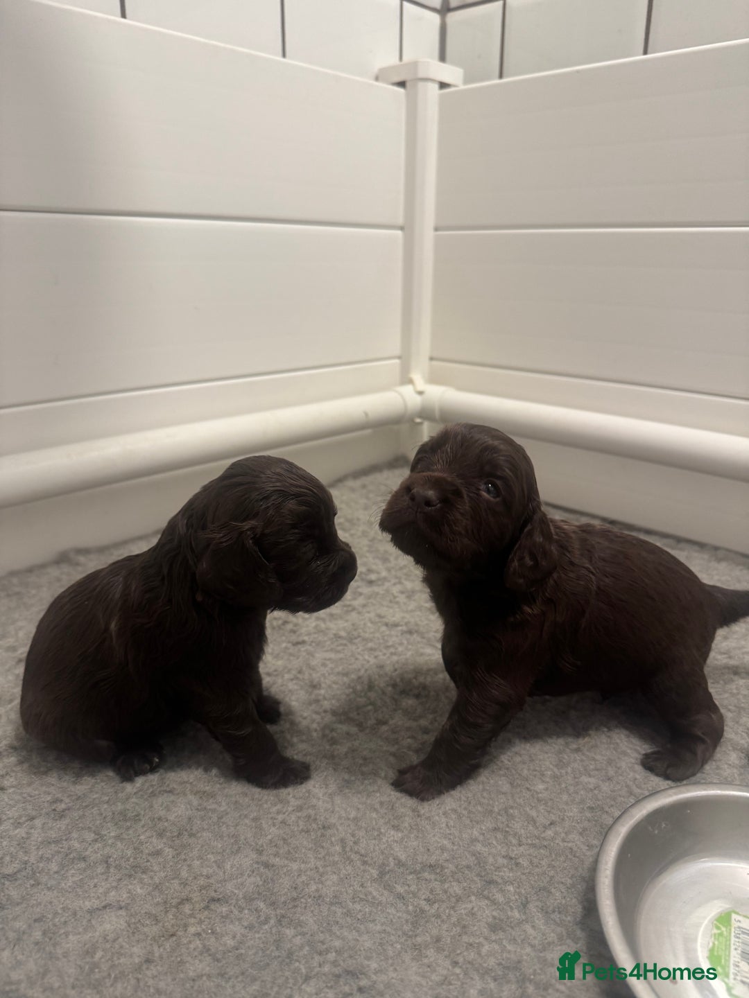 Cocker Spaniel dogs for sale: KC Registered Working Cocker Spaniels  - Image 3