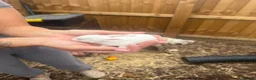Mini Lop rabbits for sale: 5 mini lop in Peterborough - Advert 7