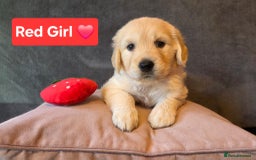 Goldendoodle dogs for sale: Goldendoodle retriever  - Image 4