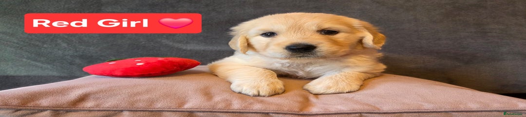 Goldendoodle Puppy 7