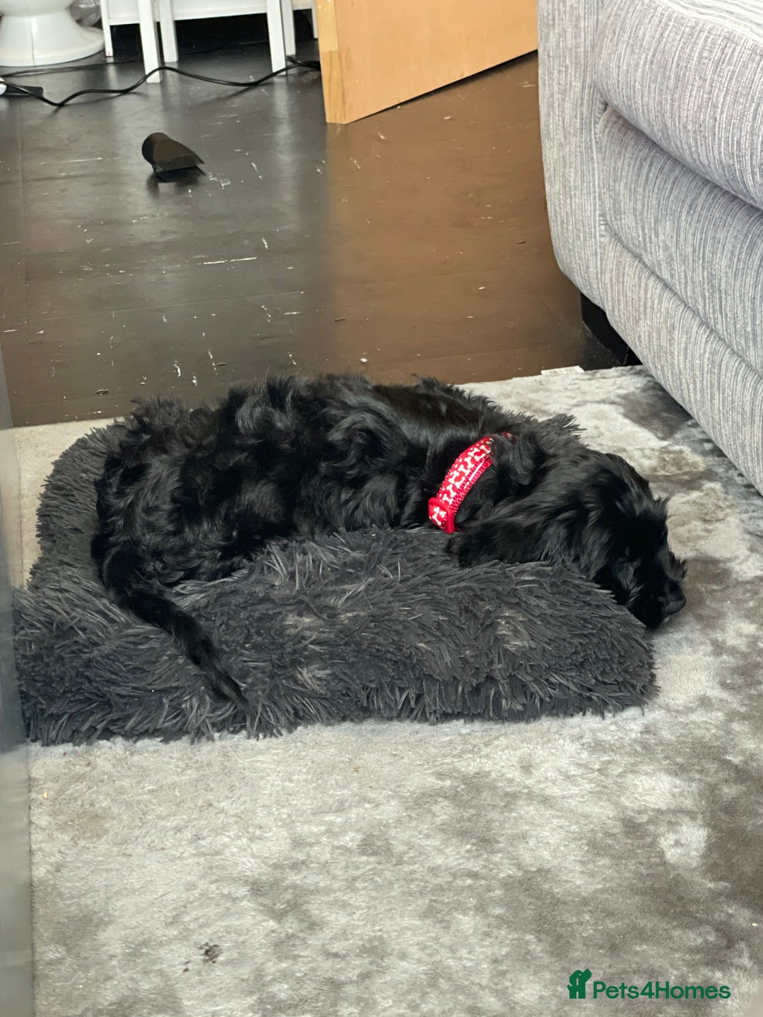 Cockapoo dogs for sale: Cockapoo for sale £550 - Image 1