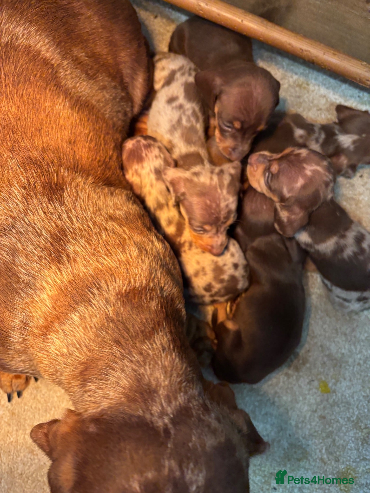 Miniature Dachshund dogs Miniature Dachshund Puppies  - Advert 1