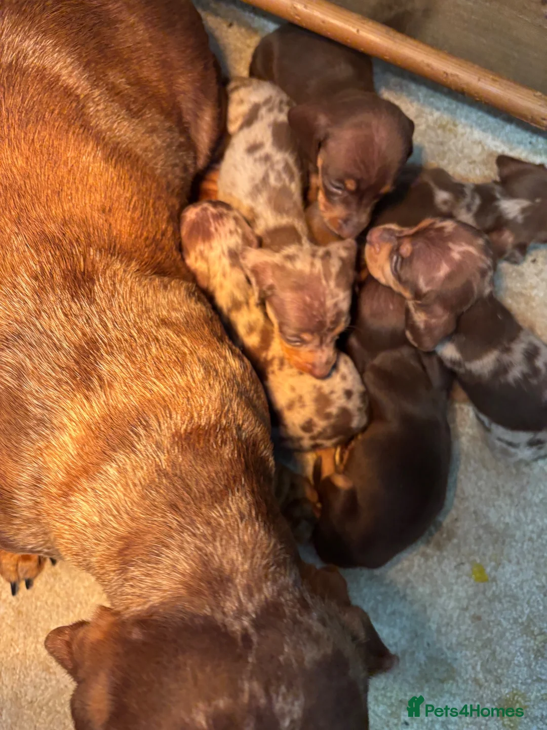 Miniature Dachshund dogs for sale: Miniature Dachshund Puppies  - Advert 1