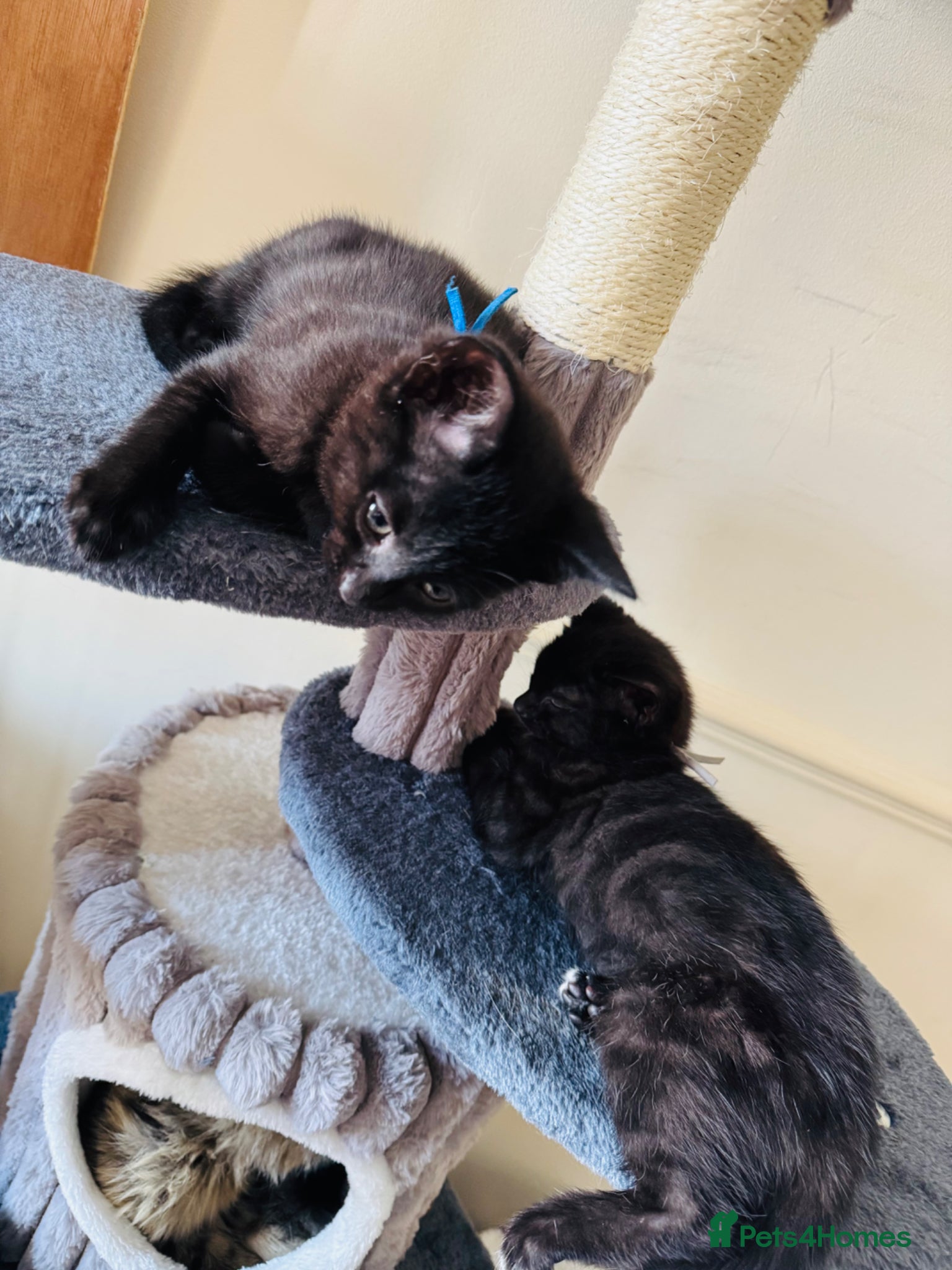 Siamese cats 2 sweet Siameese ready for forever homes   - Advert 1
