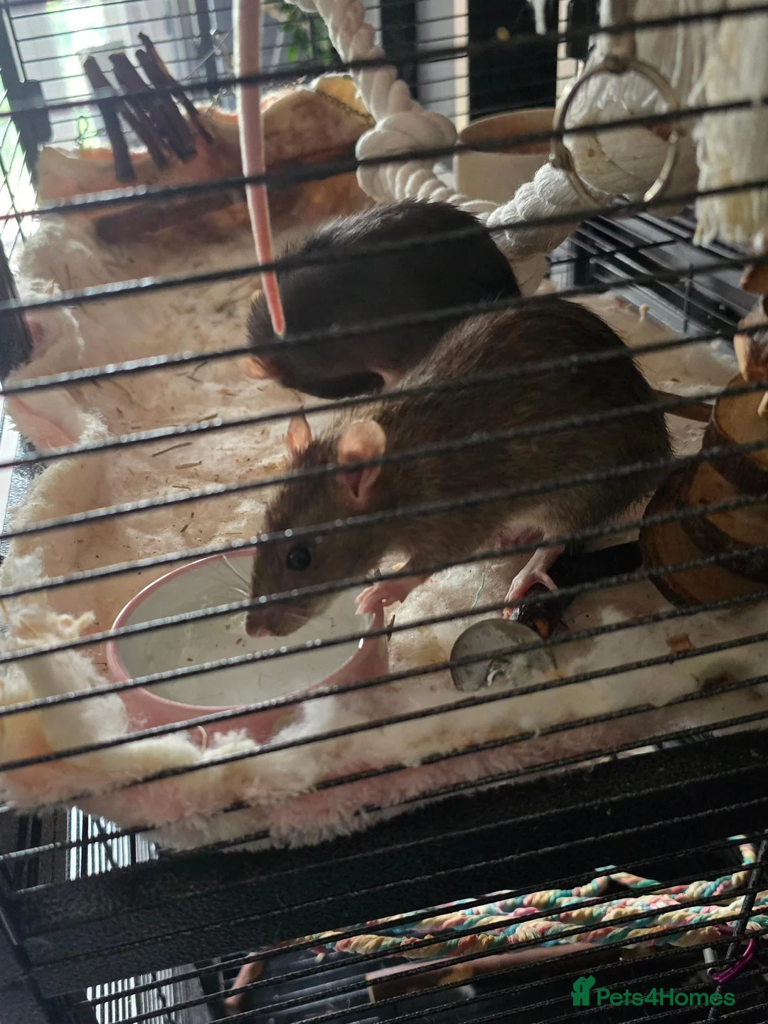 Rat rodents for sale: 4 girl rat for sale - Advert 17