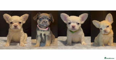 French Bulldog dogs - Advert 4