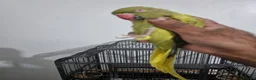 Ringnecks birds for sale: Beautiful rare ringneck talking parrot  - Advert 3