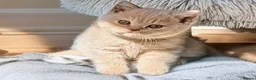 British Shorthair cats for sale: 💕Exceptional Cream British Shorthair Kittens💕💕 - Advert 13