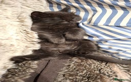 Ragdoll cats for sale: 3 Male Kittens Ragdoll X Turkish Angora  - Image 19