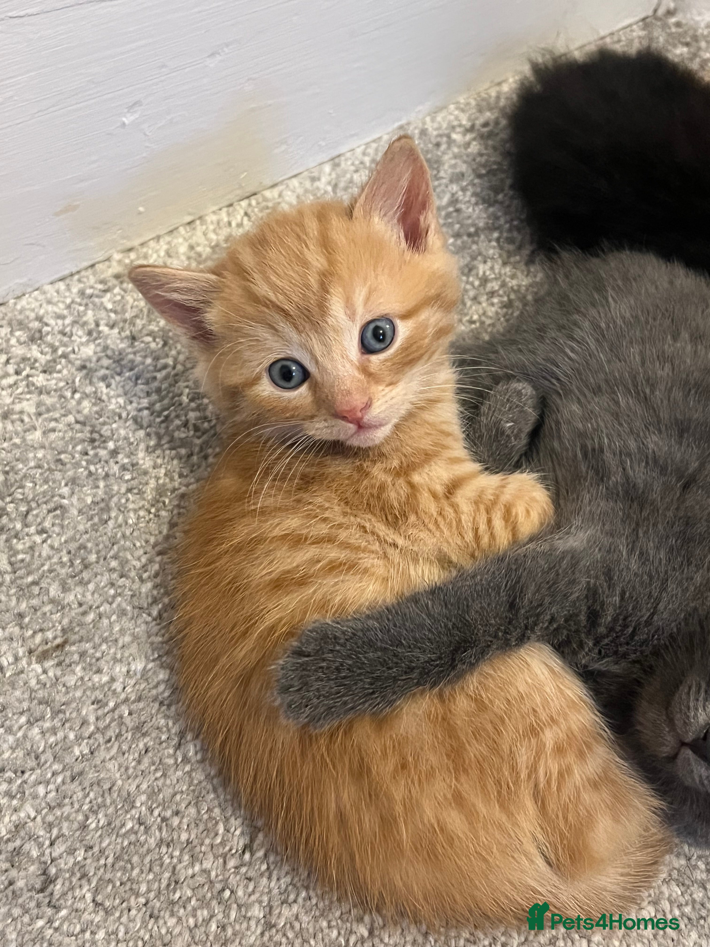 Mixed Breed cats Beautiful boy kittens❤️ - Advert 1