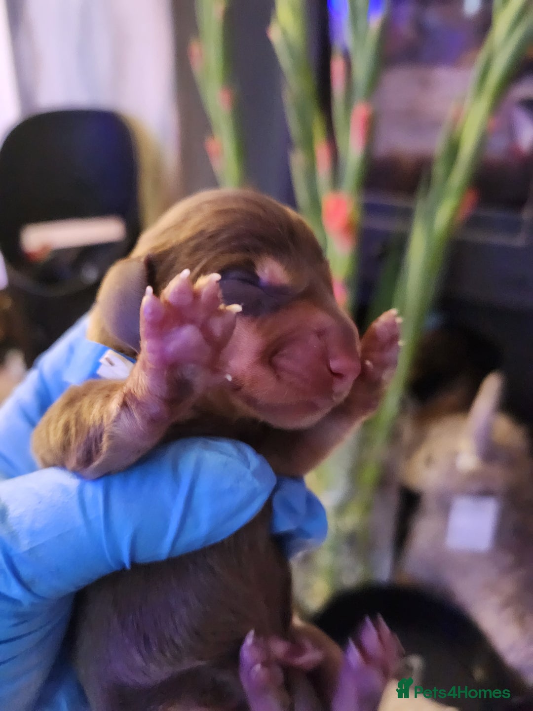 Miniature Dachshund dogs for sale: Chocolate and Tan mini dachshund  - Image 13